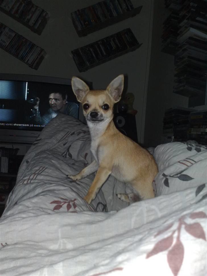 Chihuahua Rockey - Yndlings billede <3 billede 16