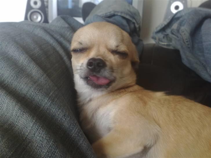 Chihuahua Rockey - Haha uheldig billede hva Rock? ;P billede 17