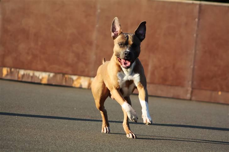 Amerikansk staffordshire terrier Harald billede 1