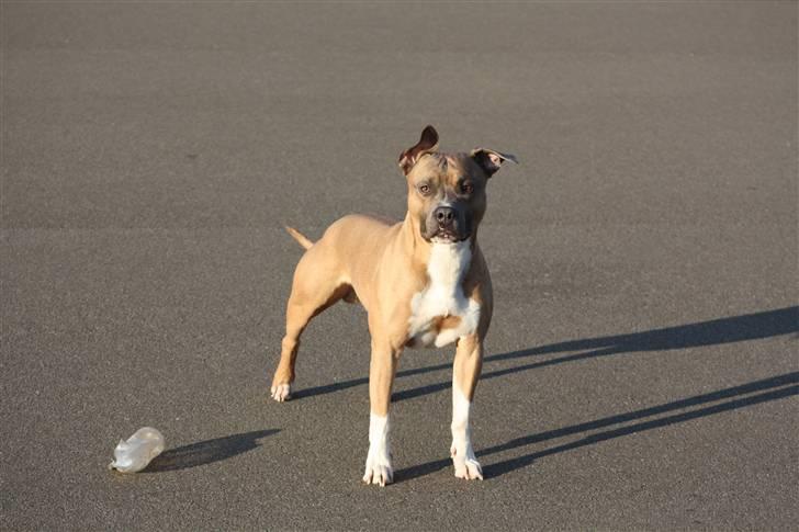 Amerikansk staffordshire terrier Harald billede 2