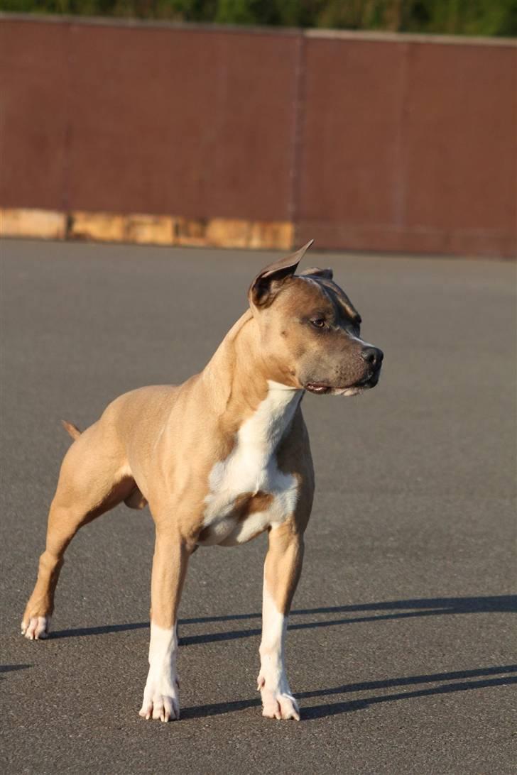 Amerikansk staffordshire terrier Harald billede 3