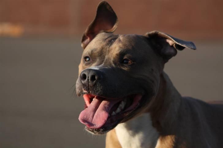 Amerikansk staffordshire terrier Harald billede 4