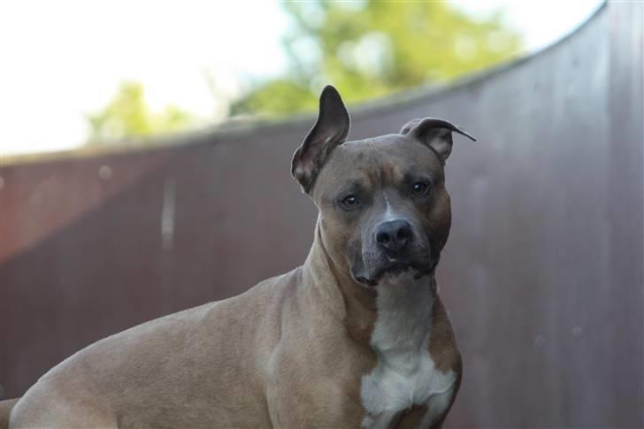 Amerikansk staffordshire terrier Harald billede 5