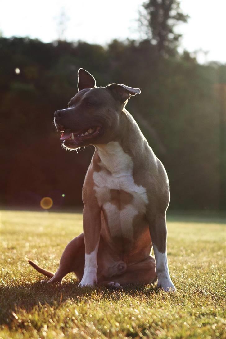 Amerikansk staffordshire terrier Harald billede 6