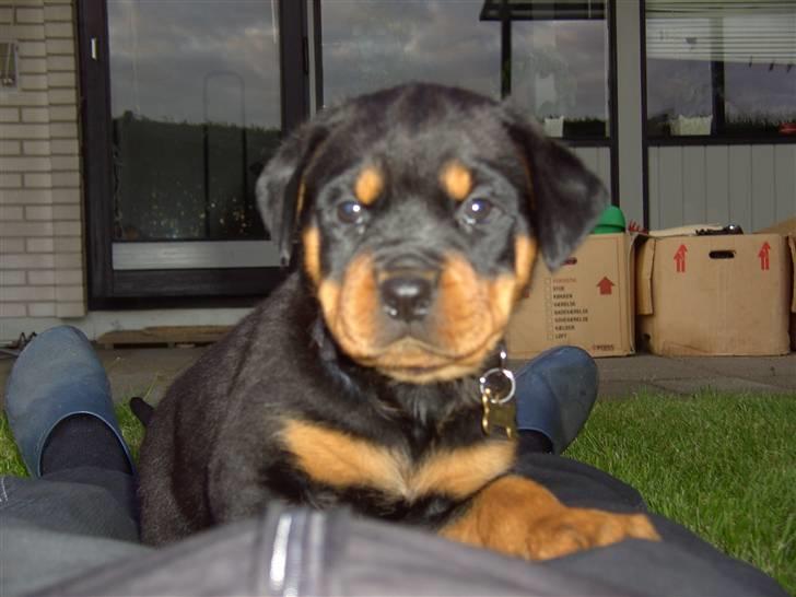 Rottweiler BusteR - 8 uger billede 1
