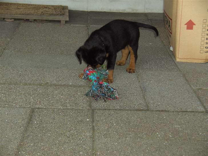 Rottweiler BusteR - 8 uger billede 2