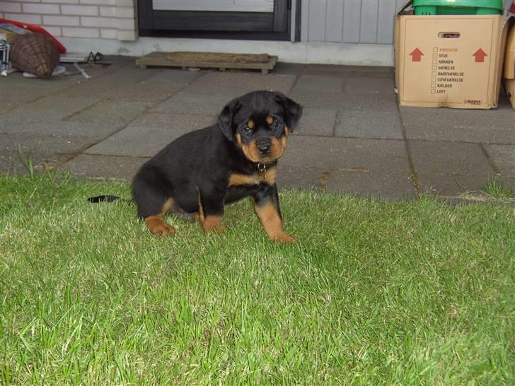 Rottweiler BusteR - 8 uger billede 3