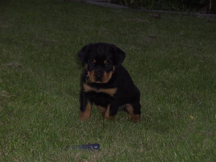 Rottweiler BusteR - 8 uger billede 4