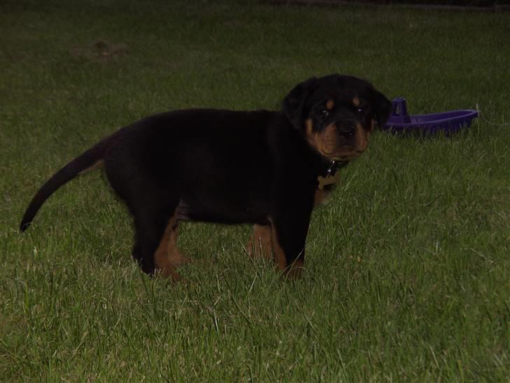 Rottweiler BusteR - 8 uger billede 5