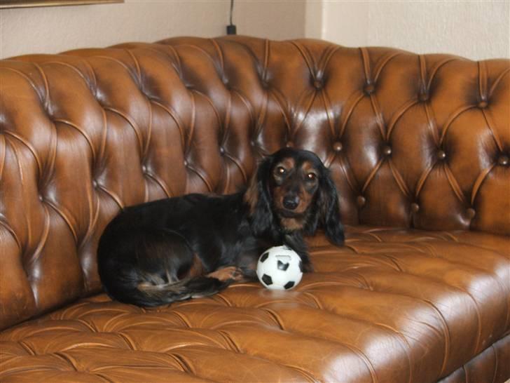 Gravhund STEFFI. - STEFFI.. billede 1