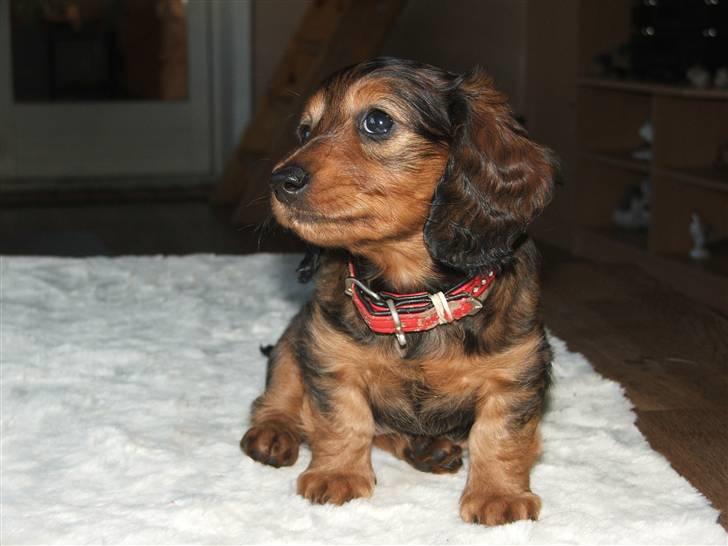 Gravhund STEFFI. - ER JEG IKKE FIN. billede 2