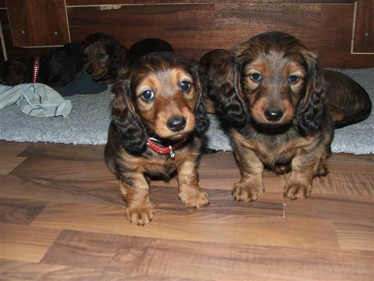 Gravhund STEFFI. - MIG OG MIN BROR. billede 3