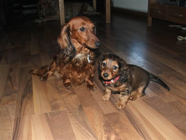 Gravhund STEFFI. - HER LIGGER JEG SAMMEN MED MIN MOR... :o) billede 4