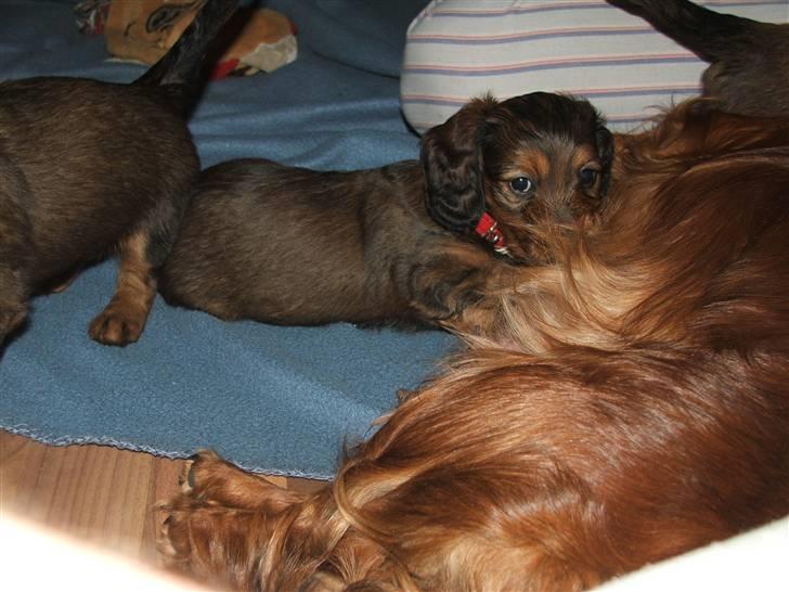 Gravhund STEFFI. billede 5