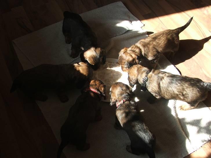 Gravhund STEFFI. - MIG OG ALLE MINE SØSKENDE....... billede 6