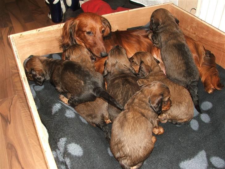 Gravhund STEFFI. - MOR MED ALLE 6 HVALPE... billede 7