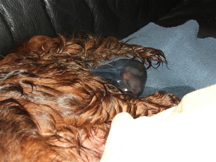 Gravhund STEFFI. - HER BLIVER JEG FØDT. D. 16-2-2009. billede 8