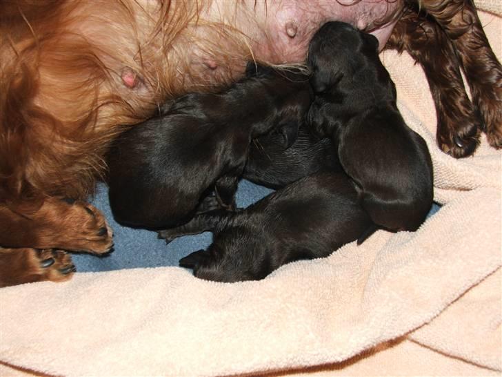 Gravhund STEFFI. billede 9