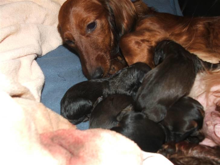 Gravhund STEFFI. - MIN TRÆTTE MOR. billede 10