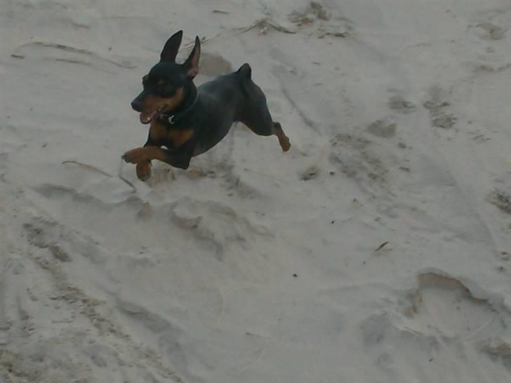 Dvaergpinscher Rødkildes Chillum - Fuld fart frem billede 6