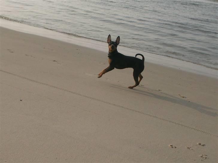 Dvaergpinscher Rødkildes Chillum - Strandløvinde billede 7