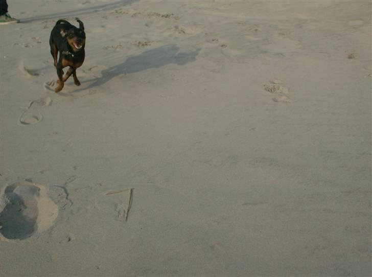 Dvaergpinscher Rødkildes Chillum - Fuld fart frem billede 8