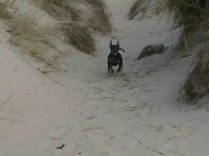 Dvaergpinscher Rødkildes Chillum - Fuld fart frem billede 9