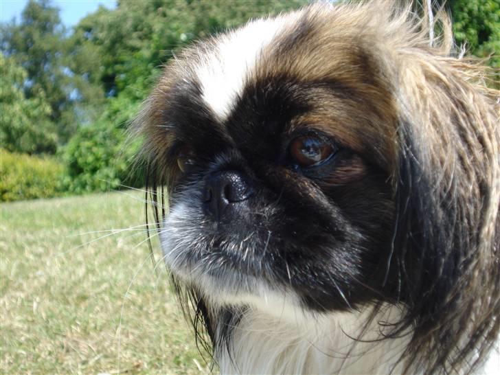 Pekingeser Dior billede 6