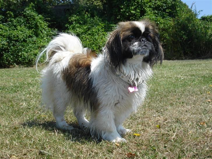 Pekingeser Dior billede 7