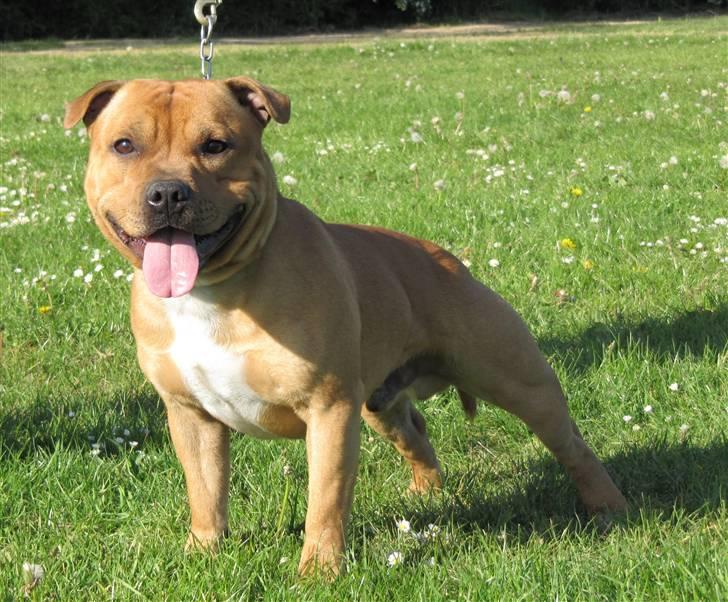 Staffordshire bull terrier Rocky (Dailo's Passion) billede 2