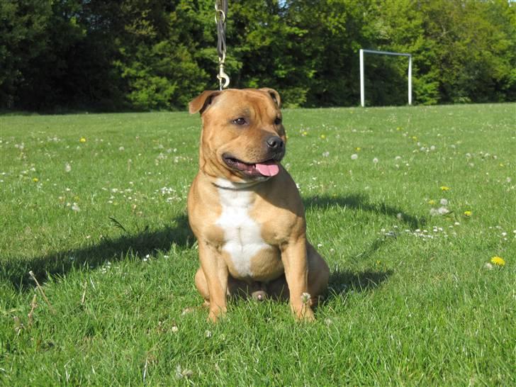 Staffordshire bull terrier Rocky (Dailo's Passion) billede 3