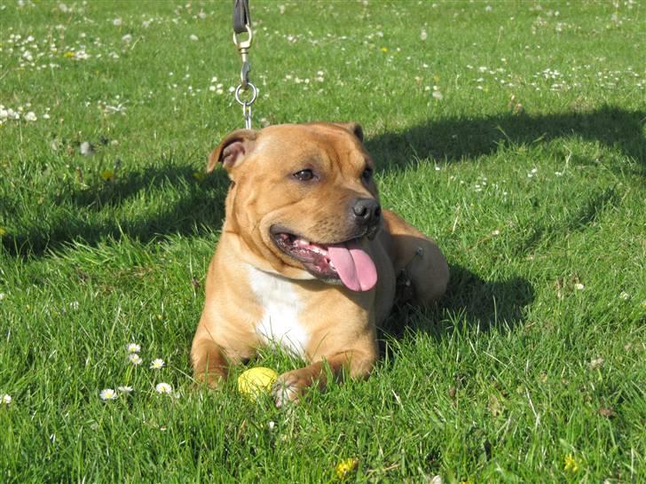 Staffordshire bull terrier Rocky (Dailo's Passion) billede 4