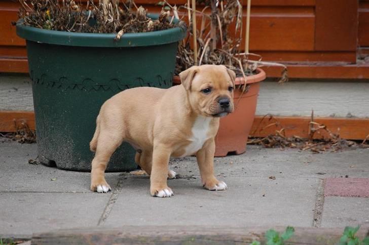 Staffordshire bull terrier Rocky (Dailo's Passion) billede 5