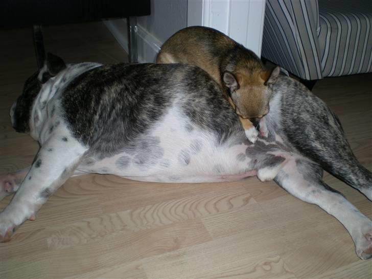 Chihuahua Lille puslings FRIDA - den bedste hundekurv billede 9