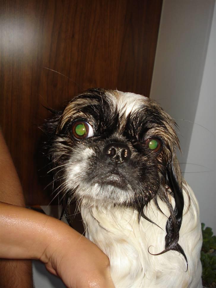 Pekingeser Dior billede 8