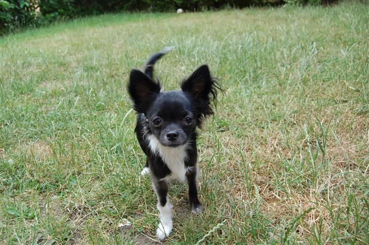 Chihuahua Chewie - *Fraflyttet* billede 7