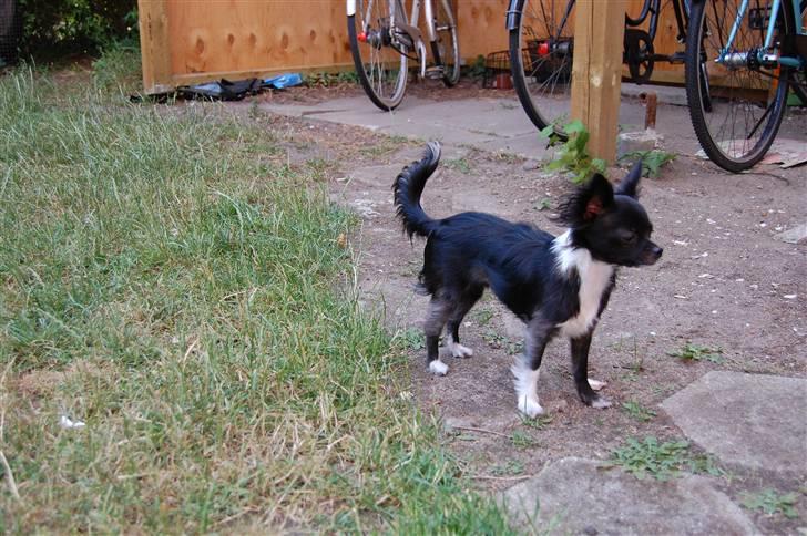 Chihuahua Chewie - *Fraflyttet* billede 8