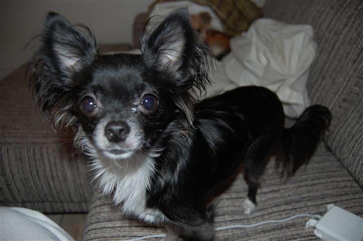 Chihuahua Chewie - *Fraflyttet* billede 9