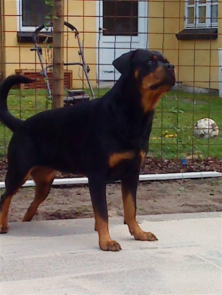 Rottweiler Nanna billede 18