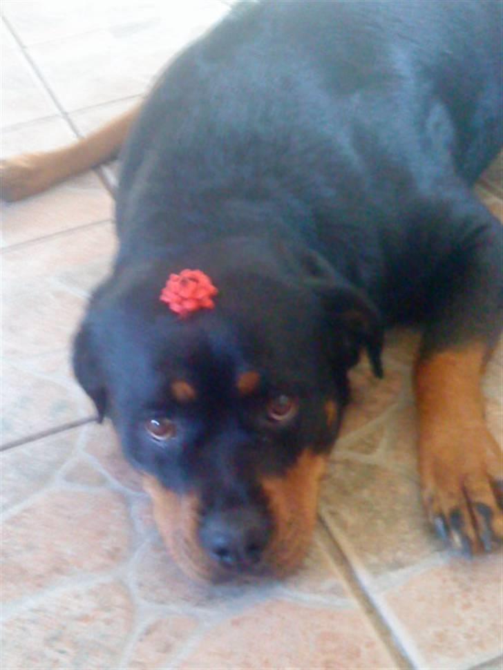 Rottweiler Nanna billede 19