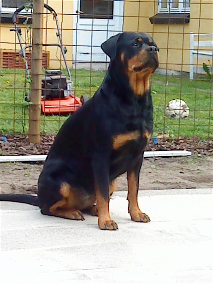 Rottweiler Nanna billede 20
