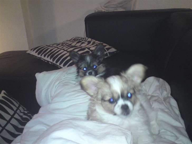 Papillon simba - mig og min bror tiki billede 9