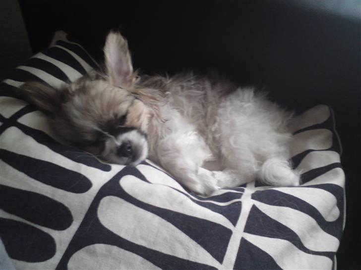 Papillon simba - Simba har lige været i bad -.  billede 10