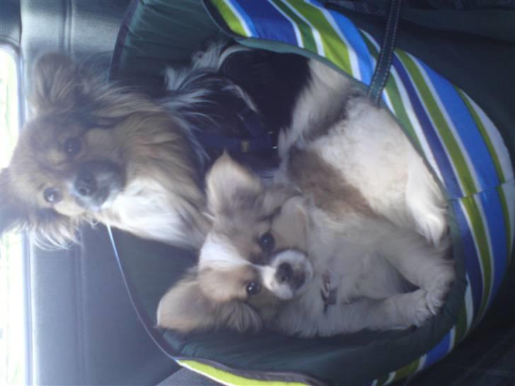 Papillon simba - så vi ude at køre bil , og simba deler taske med far oliver billede 11