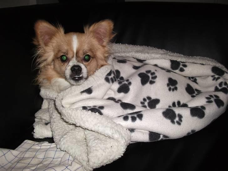 Papillon simba - en tur på bakken billede 12