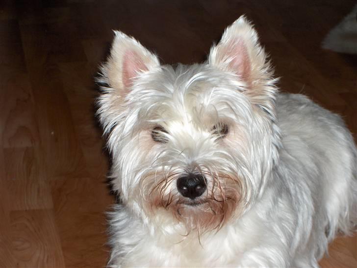 West highland white terrier Buster billede 1
