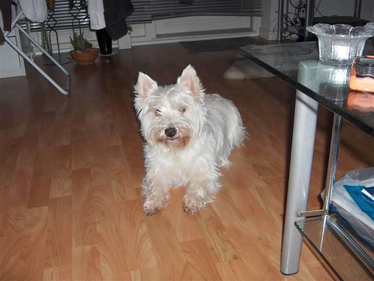 West highland white terrier Buster billede 2