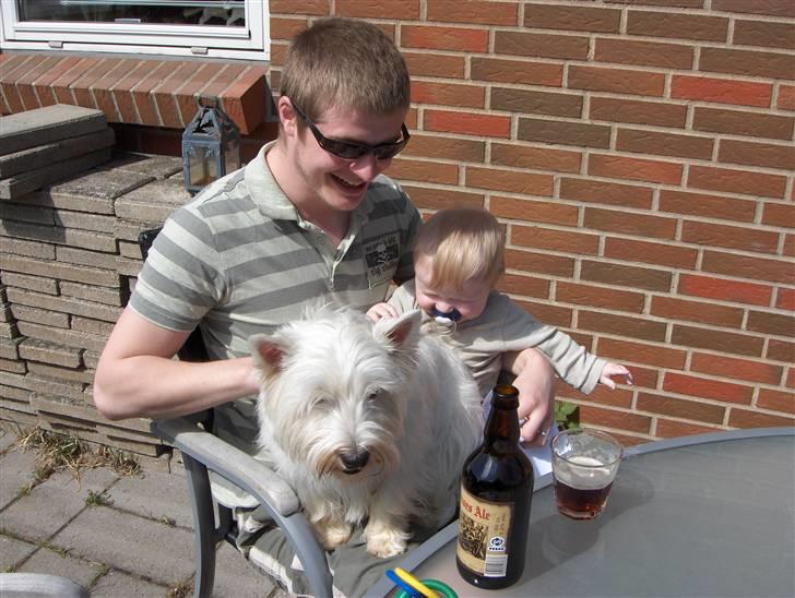 West highland white terrier Buster billede 3