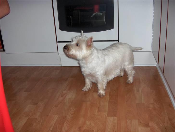 West highland white terrier Buster billede 4