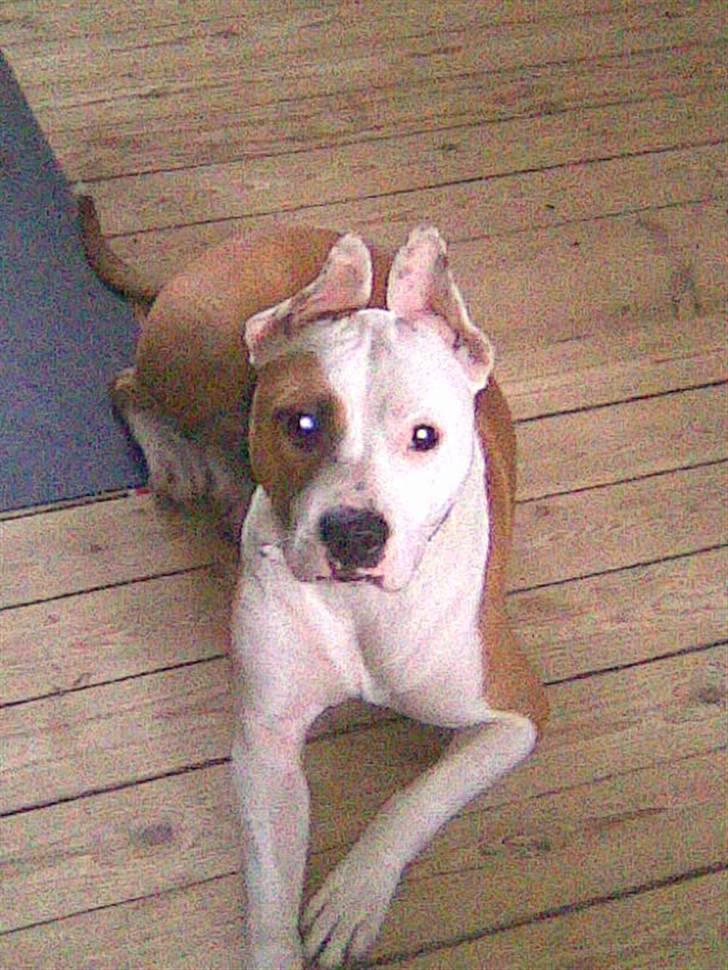 Blanding af racer Amy billede 14